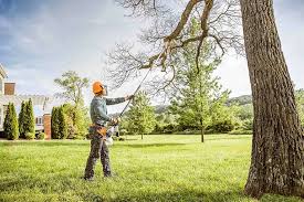 How Our Tree Care Process Works  in Meadow Oaks, FL